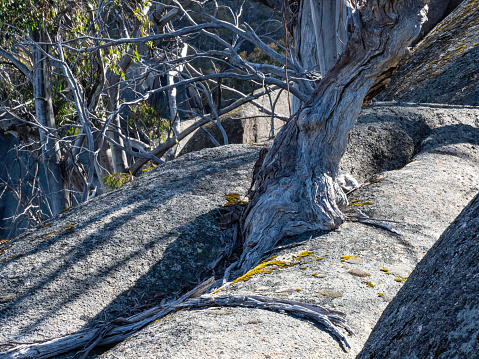 Trees growing in rocks at Mt Buffalo National Park