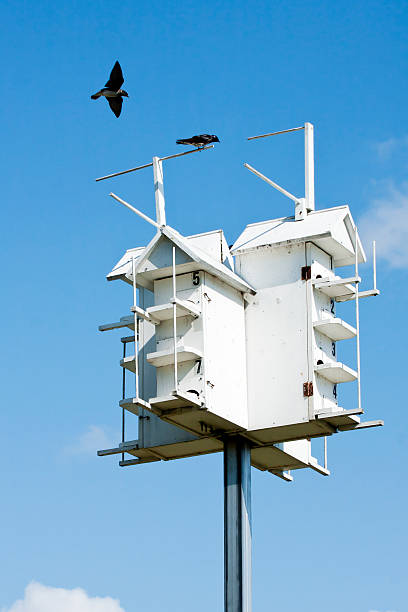 istock Purple Martin House 175489912