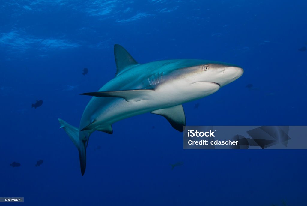 Reef Shark Caribbean Reef Shark ( Reef Shark Stock Photo