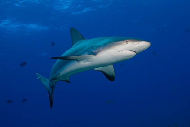 Reef Shark stock photo