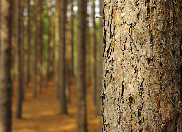 pine forest - tronc photos et images de collection