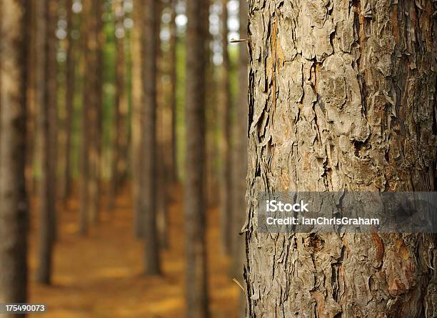 Pine Forest Stock Photo - Download Image Now - Tree Trunk, Tree, Close-up