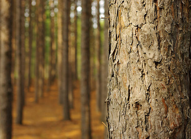 floresta de pinheiros - tronco de árvore - fotografias e filmes do acervo