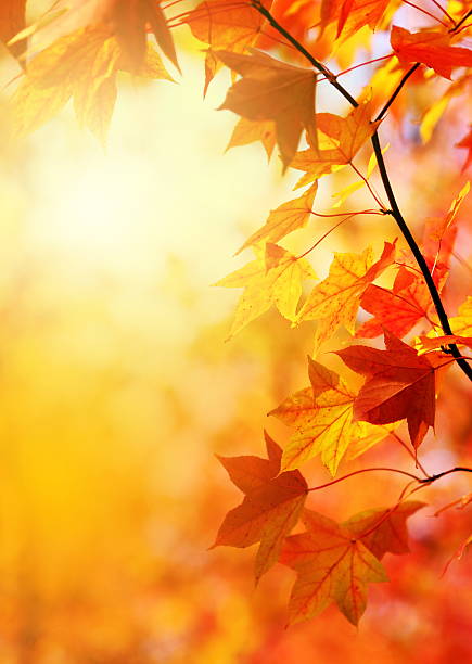 foglie d'autunno - season yellow copy space autumn foto e immagini stock
