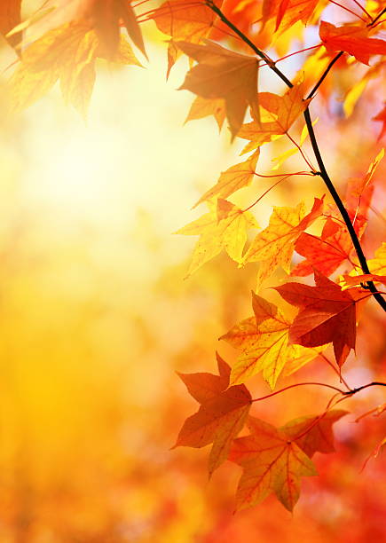 Autumn Leaves Fall foliage in a forest.Added fine grain. early fall stock pictures, royalty-free photos & images