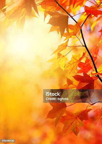 Autumn Leaves Stock Photo - Download Image Now - Autumn, Autumn Leaf Color, Falling