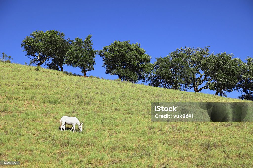 Bianco mulo pascolo nel prato - Foto stock royalty-free di Agricoltura