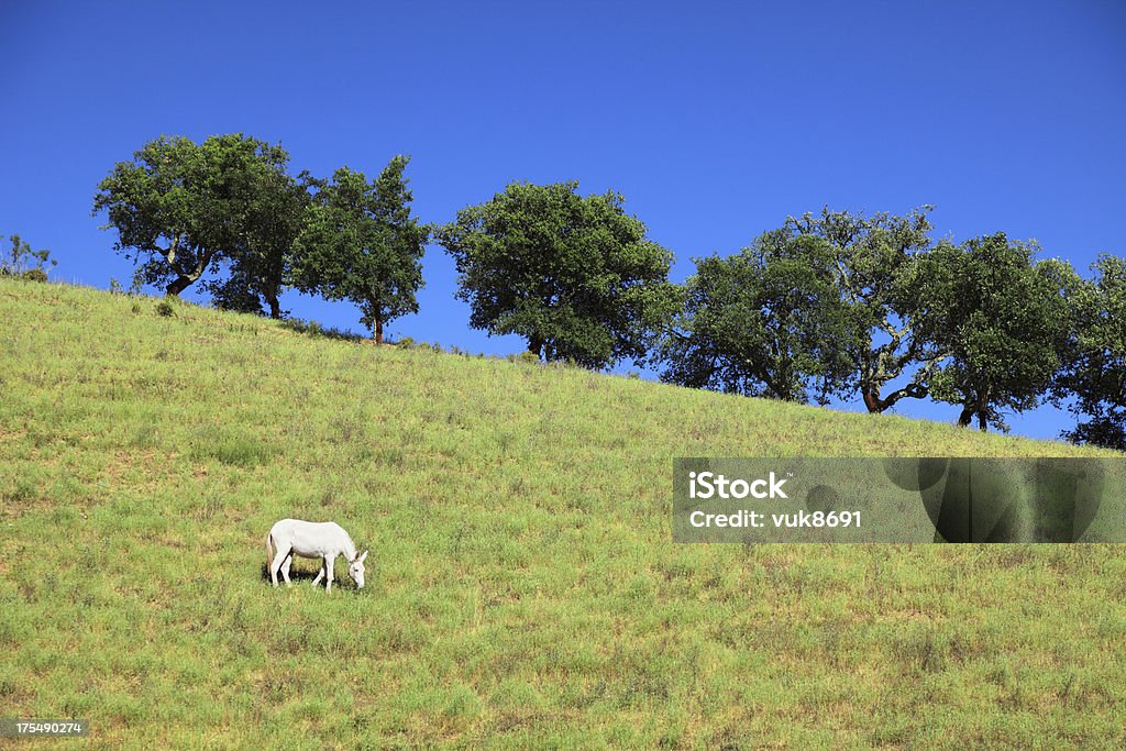 Белый Чернохвостый настильного срабатывания на лужайке - Стоковые фото Алгарви роялти-фри