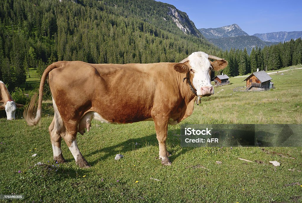 Curieux de lait de vache, Pâturage Alpine - Photo de Bramer libre de droits