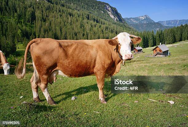 Photo libre de droit de Curieux De Lait De Vache Pâturage Alpine banque d'images et plus d'images libres de droit de Bramer - Bramer, Vache, Agriculture