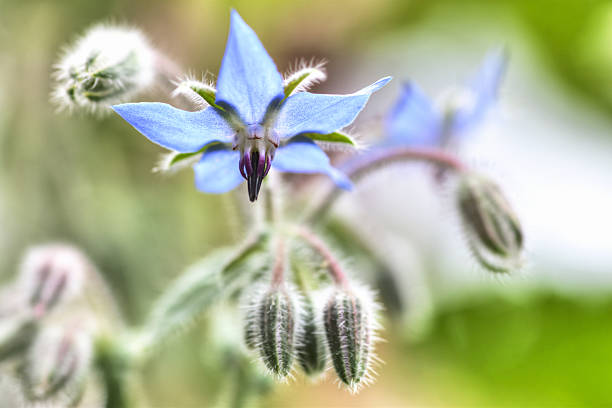 istock close up of borage (borago officinalis) (starflower) flower 175490308