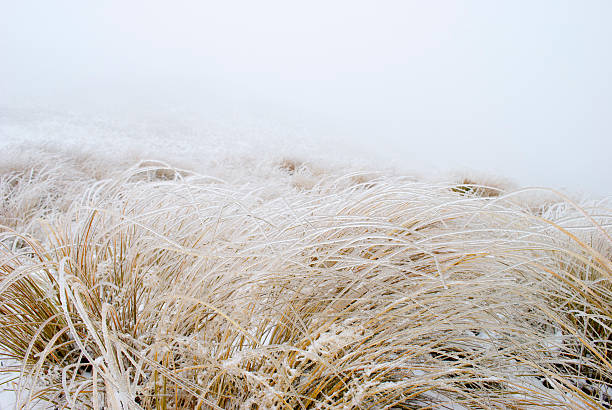 hielo en tussock hierba, nueva zelanda - kahurangi fotografías e imágenes de stock