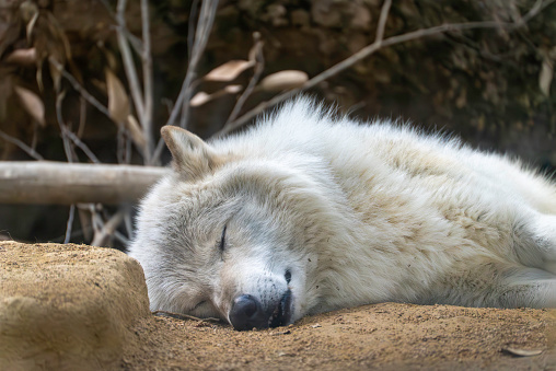 wolf sleeping soundly