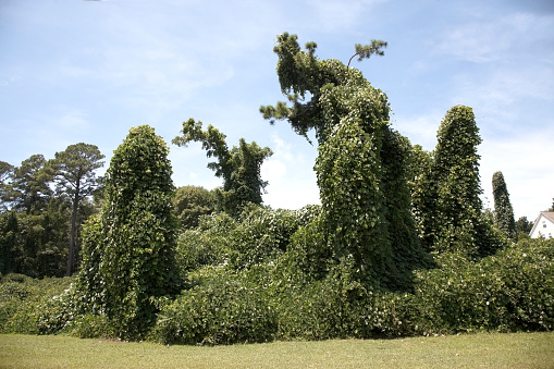 Kudzu sculptures. Horizontal.-For more flower, plant, garden and tree images, click here.  FLOWERS, PLANTS, GARDENS, TREES 