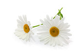 Close-up of two white daisies with stems on white background