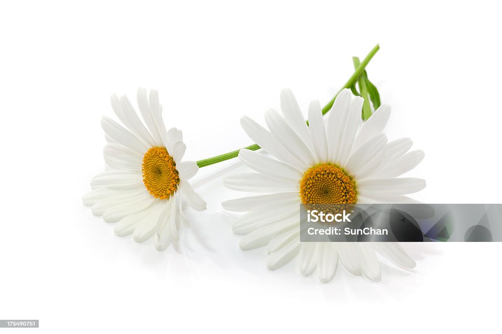 Close-up of two white daisies with stems on white background Daisy Flowers on White Background. Daisy Stock Photo