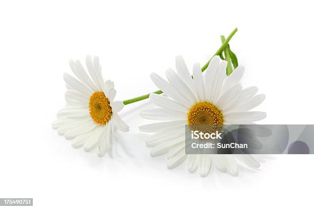 Closeup Of Two White Daisies With Stems On White Background Stock Photo - Download Image Now