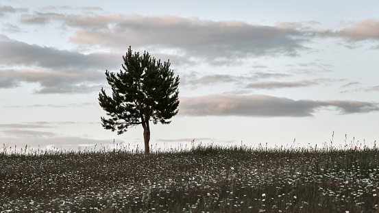 Lonely pine tree silhouette growing in a wild field with grass and flowers against the background of a cloudy sky, toned image
