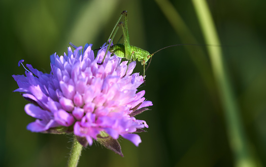 Grasshopper on purple flower, green plants background