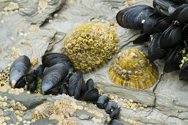 Mussels limpets and barnacles stock photo