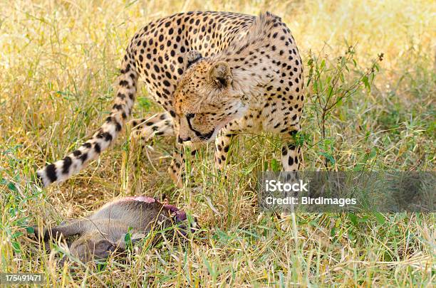 Foto de Cheetah E Mataráfrica Do Sul e mais fotos de stock de Animais caçando - Animais caçando, Animais de Safári, Animal