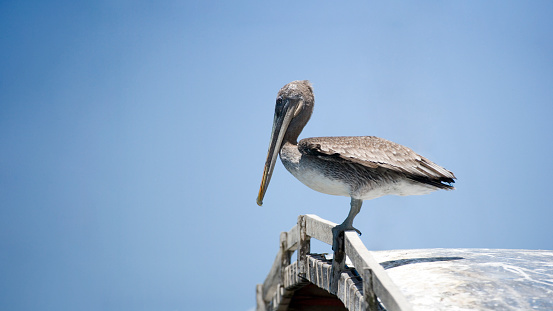Blue-footed booby on the pier in Mancora