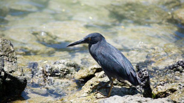 Lava Heron Butorides sundevalli, Galapagos Islands, Ecuador, South America The Lava Heron Butorides sundevalli is the only endemic heron of the Galapagos Islands Ecuador South America lava heron bird galapagos islands ecuador stock pictures, royalty-free photos & images