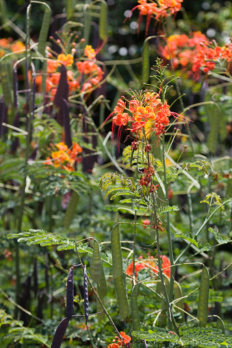 Pride-of-Barbados Caesalpinia pulcherrima. Caesalpinia pulcherrima is a species of flowering plant in the pea family Fabaceae, native to the tropics and subtropics of the Americas
