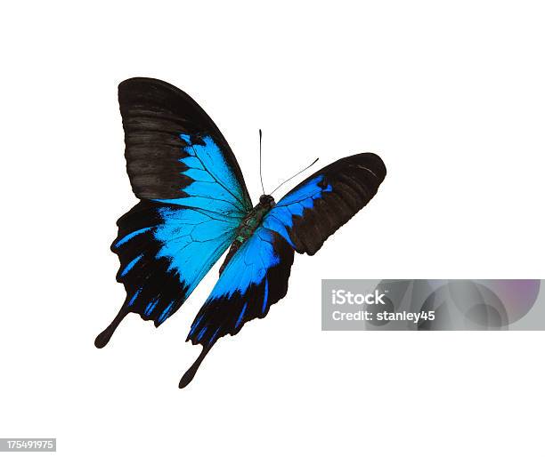Isolated Blue Mountain Парусник Летающий — стоковые фотографии и другие картинки Бабочка - Бабочка, Синий, Изолированный предмет