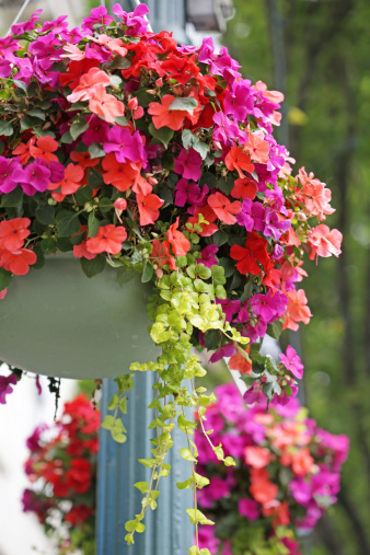 Hanging Flower Baskets in Victoria, Canada. Bright colours of Impatiens on a tree-lined street.