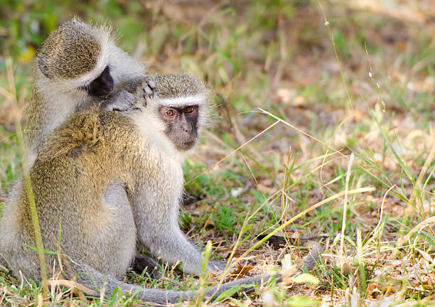 istock Vervet Monkey Grooming - South Africa 175492118