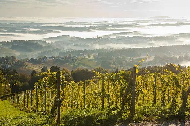 Wine yard in Styria Austria, view to the Grazer Becken, Schilcher Weingegend.