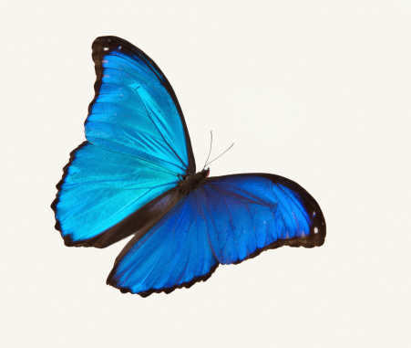 Bright blue butterfly flying contra un fondo blanco photo