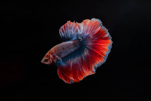 istock Multi color or Thai flag color or red blue and white Siamese Fighting Fish (Betta Splendens) isolated on black background. 1754923241
