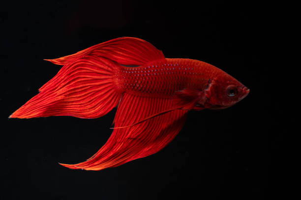 istock Close up red veiltail Siamese Fighting Fish (Betta Splendens) isolated on black background. 1754923254