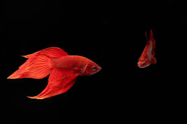 Close up red veiltail Siamese Fighting Fish (Betta Splendens) isolated on black background.