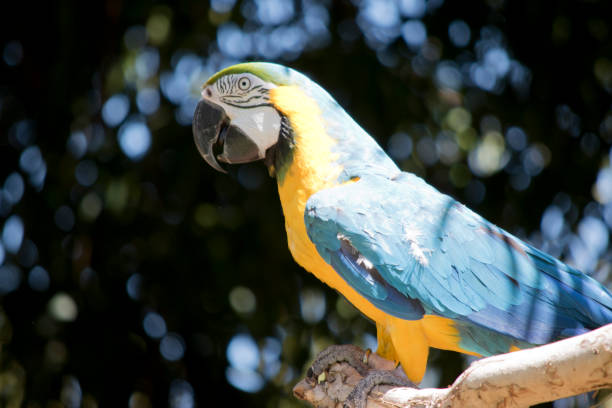 istock this is a side view of a blue and gold macaw 1754923794