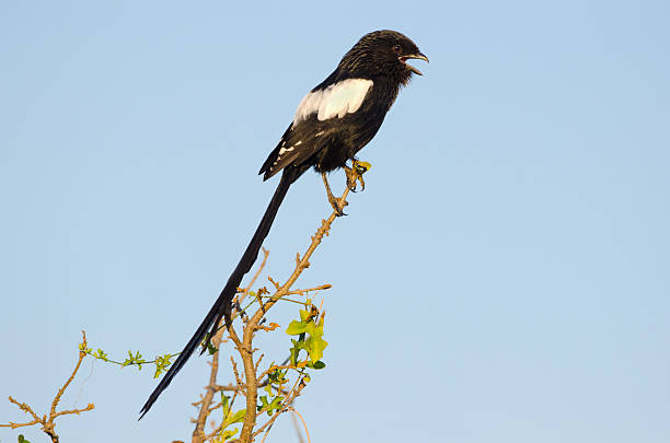 istock Magpie Shrike -South Africa 175492426