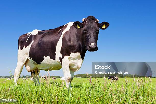 Photo libre de droit de Vaches Dans Un Champ Herbeux Sur Une Journée Ensoleillée banque d'images et plus d'images libres de droit de Agriculture