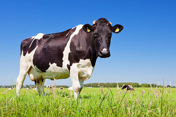 istock Cow in a fresh grassy field on a clear day 175492464