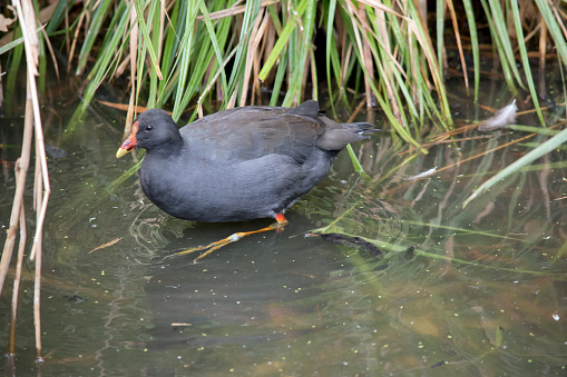 the dusky moorhen is a water bird which has all black feathers wtih an orange and yellow frontal shield
