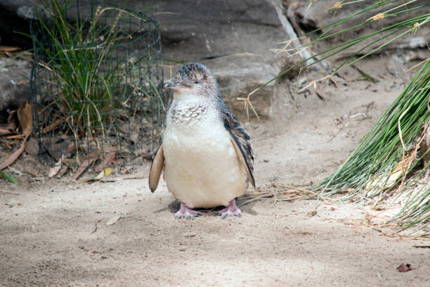 il pinguino fatato camminò lungo il sentiero verso l'acqua - fairy penguin foto e immagini stock