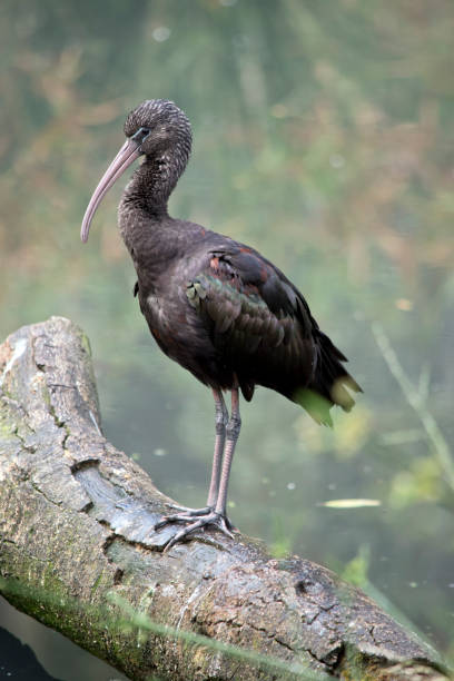 istock this is a side view of a glossy ibis 1754926489
