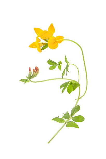 Bird's-foot Trefoil flower isolated on white background with shallow depth of field.