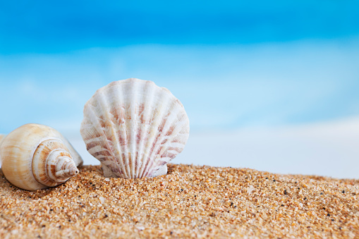 Seashells on sand with copy space