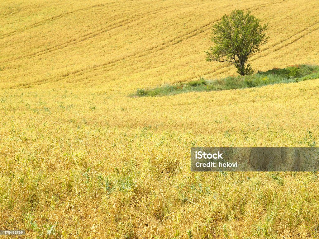 Erbsen field und Baum - Lizenzfrei Abgeschiedenheit Stock-Foto