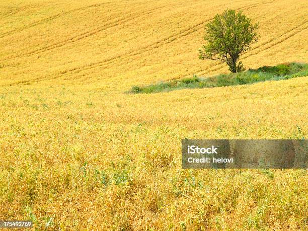 Erbsen Field Und Baum Stockfoto und mehr Bilder von Abgeschiedenheit - Abgeschiedenheit, Baum, Feld