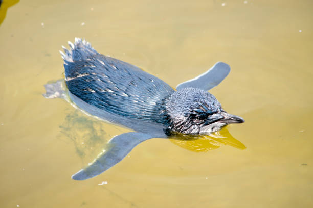 il pinguino fata o pinguino blu nuota nell'oceano - fairy penguin foto e immagini stock