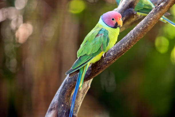 Colorful parrots flying off a branch.