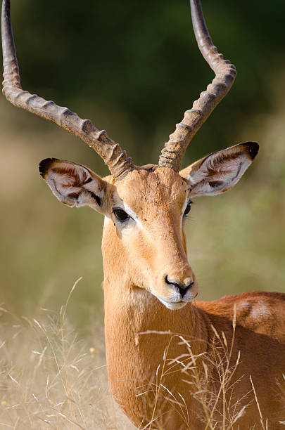 istock Impala Face - South Africa 175492917